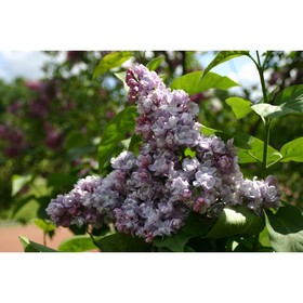 Сирень обыкновенная "Московский университет" 1 шт, туба, Весна 2023 7862828