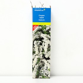 Спирея серая (Серия Северный сад) "Грефшейм" 1 шт, туба, Весна 2024 7862851