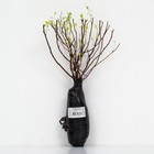 Спирея японская (Серия Северный сад) "Голдмаунд" 1 шт, туба, Весна 2024 7862854 - фото 8291417