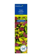 Спирея японская (Серия Северный сад) «Голдфлейм» 1 шт., туба - фото 41302420