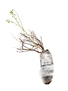 Спирея японская (Серия Северный сад) «Голдфлейм» 1 шт., туба - фото 41302422