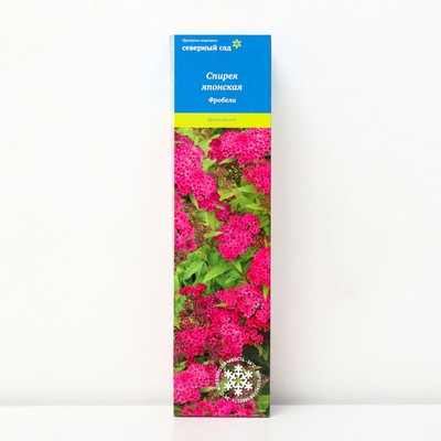 Спирея японская (Серия Северный сад) «Фробели» 1 шт., туба