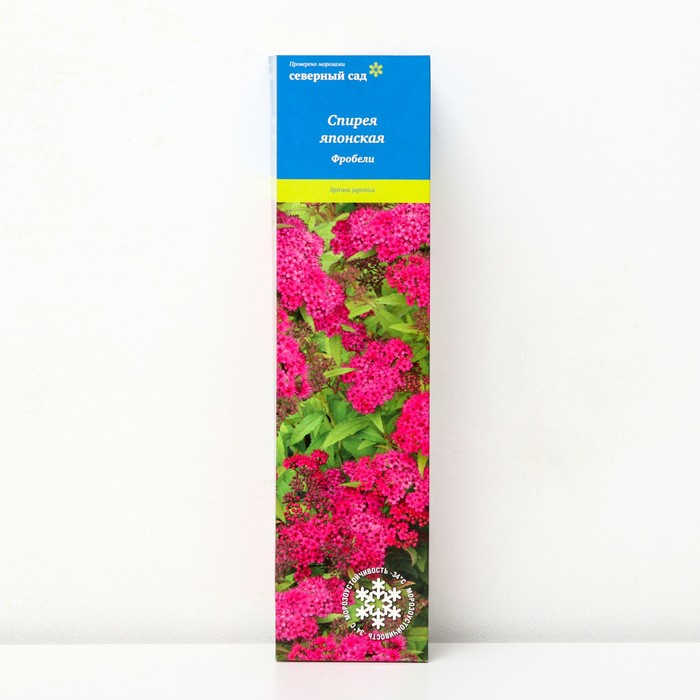 Спирея японская (Серия Северный сад) «Фробели» 1 шт., туба - Фото 1