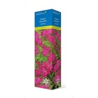 Спирея японская (Серия Северный сад) «Фробели» 1 шт., туба - Фото 3