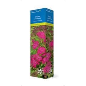 Спирея японская (Серия Северный сад) "Энтони Ватерер" 1 шт, туба, Весна 2023 7862864