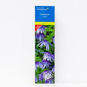 Клематис ботанический (Серия Северный сад) 