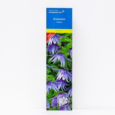 Клематис ботанический (Серия Северный сад) "Сесиль" 1 шт, туба, Весна 2024