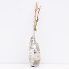 Клематис крупноцветковый «Ашва», лиана, туба, 1 шт. - Фото 3