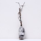 Клематис крупноцветковый «Варшавска Найк» лиана, 1 шт., туба - Фото 3