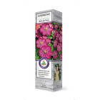 Клематис крупноцветковый "Виль де Лион" 1 шт, туба, Весна 2025 - Фото 1