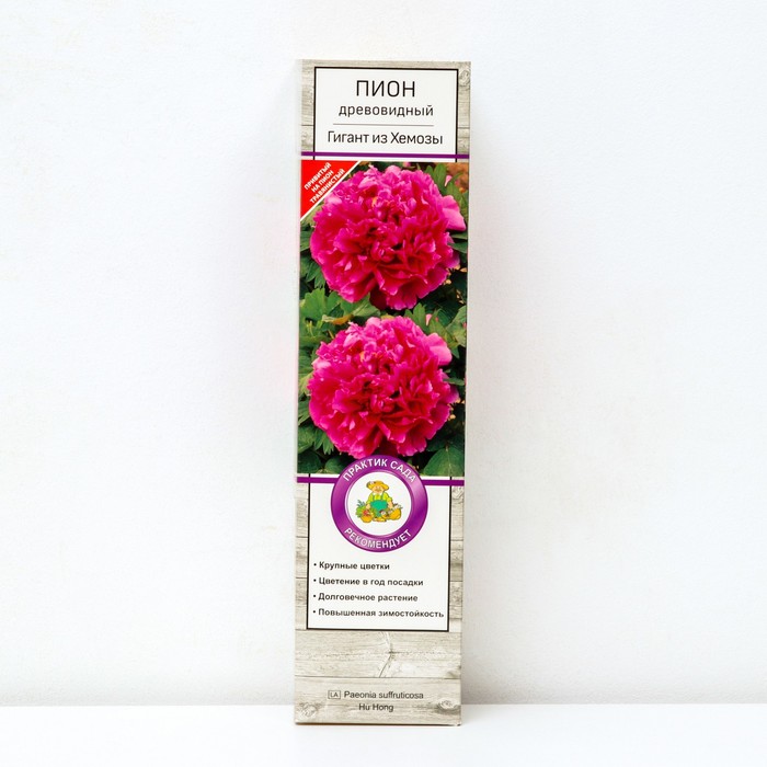 Пион древовидный (привитый на травянистый) "Гигант из Хемозы" 1 шт, туба, Весна 2025 - Фото 1