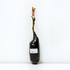 Пион древовидный (привитый на травянистый) "Гигант из Хемозы" 1 шт, туба, Весна 2025 - Фото 3