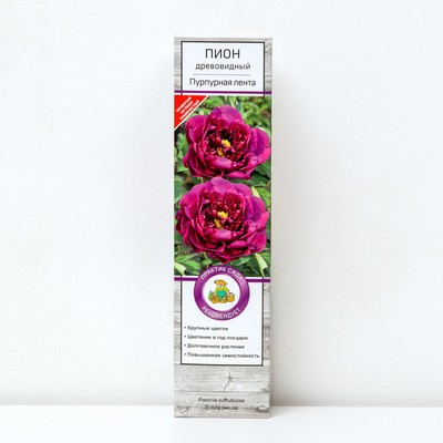Пион древовидный (привитый на травянистый) "Пурпурная лента" 1 шт, туба, Весна 2026