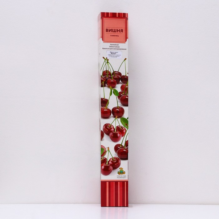 Вишня (дюк) "Факел" 1 шт, туба, Весна 2026 - Фото 1