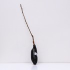 Вишня (дюк) "Факел" 1 шт, туба, Весна 2024 7862900 - фото 8291457