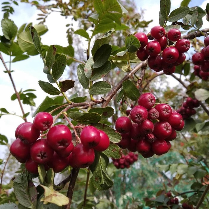 Рябина (в коробке) 