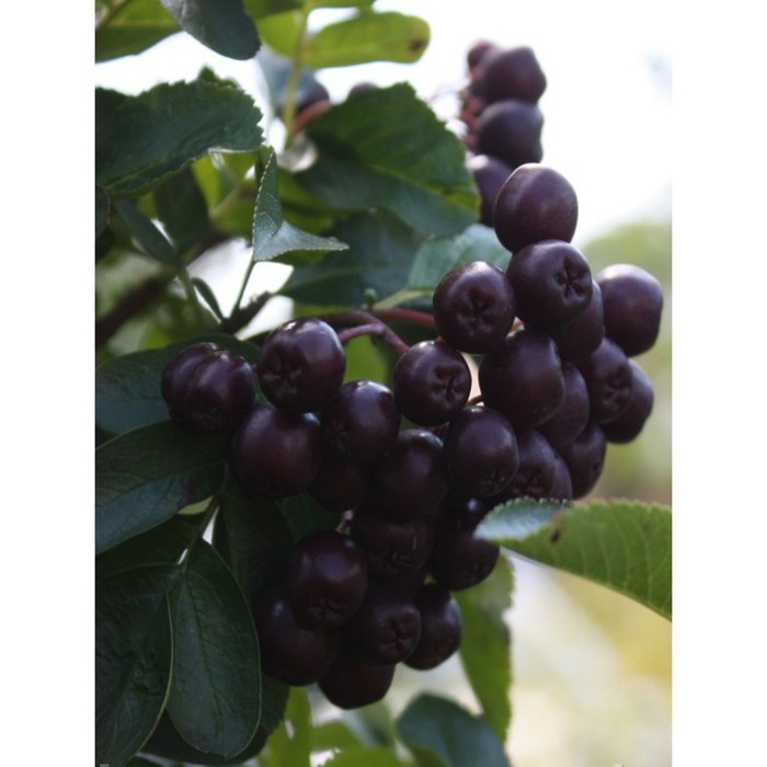 Рябина (в коробке) 