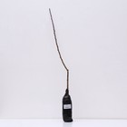 Слива "Яичная синяя" 1 шт, туба, Весна 2024 - Фото 3