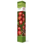 Яблоня колонновидная "Джин" 1 шт, туба, Весна 2026 - Фото 1