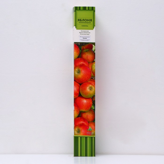 Яблоня колонновидная 