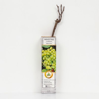 Виноград плодовый "Августин" 1 шт, туба, Весна 2025