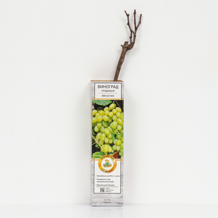 Виноград плодовый "Августин" 1 шт, туба, Весна 2025 - Фото 1