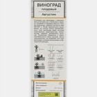 Виноград плодовый "Августин" 1 шт, туба, Весна 2025 7862987 - фото 8265424