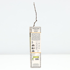 Виноград плодовый Аркадия туба, 1 шт. Весна 2026 - Фото 3