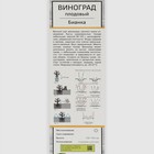 Виноград плодовый "Бианка" 1 шт, туба, Весна 2026  (артикул 7862989)  большой выбор товаров оптом и в розницу по низким ценам с доставкой