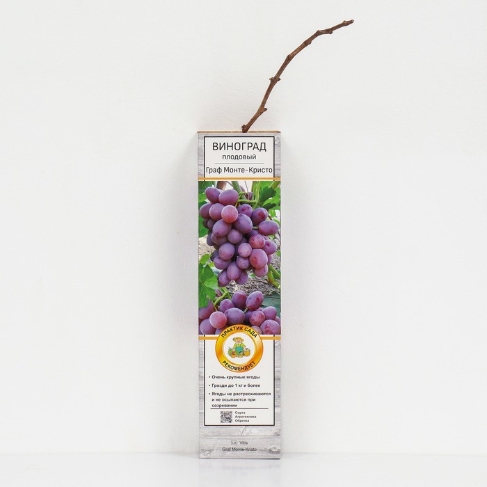Виноград плодовый "Граф Монте-Кристо" 1 шт, туба, Весна 2024 - Фото 1