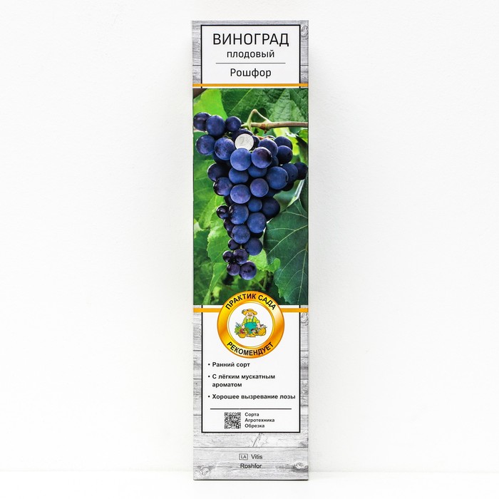 Виноград плодовый "Рошфор" 1 шт, туба, Весна 2024 - Фото 1