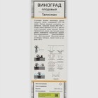 Виноград плодовый "Талисман" 1 шт, туба, Весна 2025 7863003 - фото 8265435