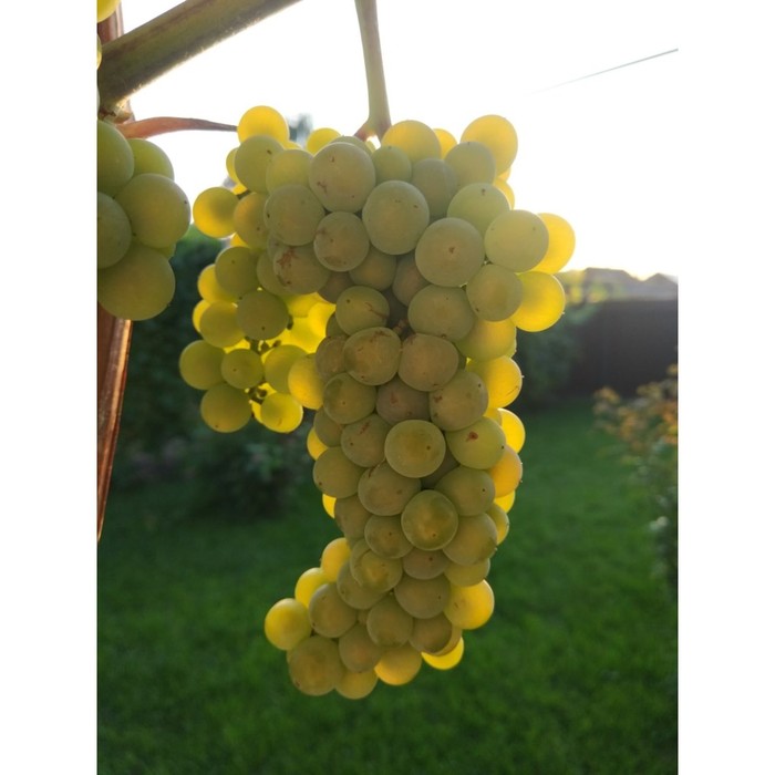 Виноград плодовый "Фабел" 1 шт, туба, Весна 2023 - Фото 1