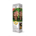 Виноград плодовый Кишмиш лучистый туба, 1 шт. Весна 2026  (артикул 7863006)  большой выбор товаров оптом и в розницу по низким ценам с доставкой