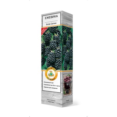Ежевика «Блэк Сатин», саженец, плодовый, 1 шт., туба
