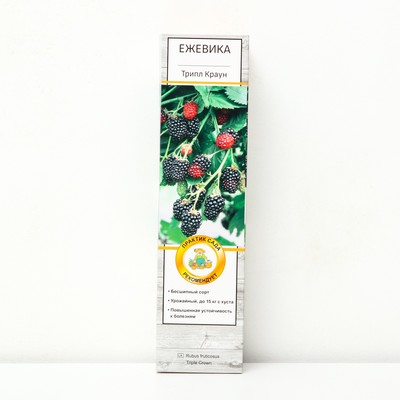 Ежевика "Трипл Краун" 1 шт, туба, Весна 2025