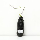 Ежевика "Трипл Краун" 1 шт, туба, Весна 2025 - Фото 2