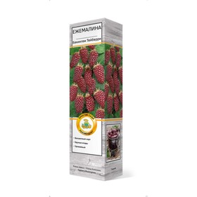 Ежемалина (Ежевика) "Бакингем Тейберри (малина х ежевика)", туба, 1 шт, Весна 2024 7863013