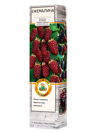 Ежемалина (Ежевика) "Бознберри (малина х ежевика)" 1 шт, туба, Весна 2025