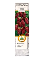 Ежемалина (Ежевика) "Бознберри (малина х ежевика)" 1 шт, туба, Весна 2025 - Фото 2