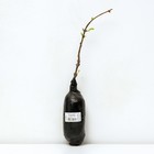 Жимолость съедобная (Серия Северный Сад) «Славянка» 1 шт., туба - Фото 3