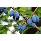 Жимолость съедобная (Серия Северный Сад) «Славянка» 1 шт., туба - Фото 4