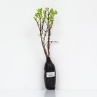 Жимолость съедобная (Серия Северный Сад) "Фиалка" 1 шт, туба, Весна 2024 - Фото 3