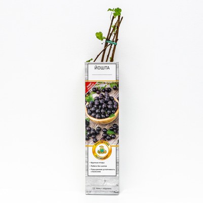 Йошта (крыжовник х смородина, йоштаберри) "" 1 шт, туба, Весна 2025