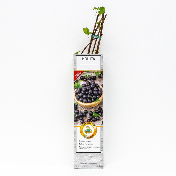 Йошта (крыжовник х смородина, йоштаберри) "" 1 шт, туба, Весна 2025 - Фото 1