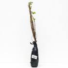 Йошта (крыжовник х смородина, йоштаберри) "" 1 шт, туба, Весна 2025 - Фото 3