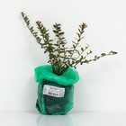 Клюква крупноплодная (Серия Северный Сад) "Бен Лир" 1 шт, туба, Весна 2024 - Фото 3