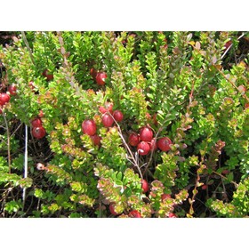 Клюква крупноплодная  "Стивенс", туба, 1 шт, Весна 2024 7863030