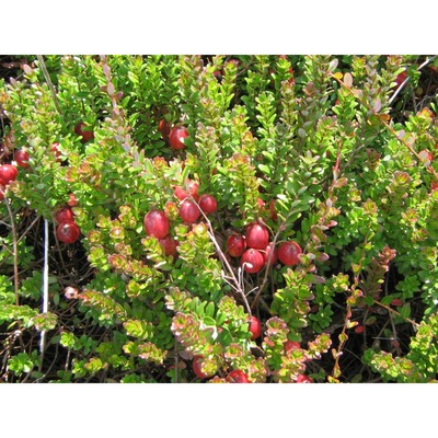 Клюква крупноплодная "Стивенс", туба, 1 шт, Весна 2024