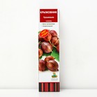 Крыжовник "Грушенька" 1 шт, туба, Весна 2025 - Фото 1